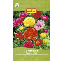 FloraSelf Ranunkeln, 30 Stück, gemischte Farben, Blumenzwiebeln für den Garten