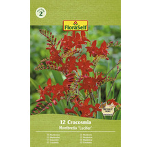 FloraSelf Montbretie Lucifer, 12 Stück, Gartenblumen