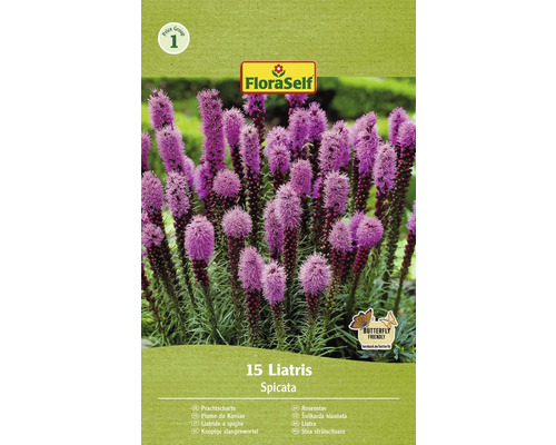 Blumenzwiebel Prachtspiere, Liatris spicata FloraSelf 15 Stück