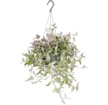 Dreimasterblume Ampel FloraSelf Tradescantia Pink Hill Ø 17 Ampeltopf