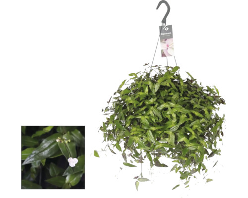 Dreimasterblume, Zebrakraut Ampel FloraSelf Tradescantia multiflora Ø 17 cm Ampeltopf Hängepflanze mit grünen Blättern