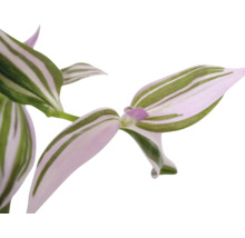 Dreimasterblume Ampel FloraSelf Tradescantia Pink Hill Ø 17 Ampeltopf