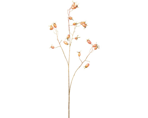 Zweig mit Hagebutten