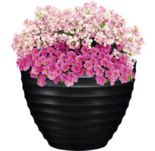 Blumentopf mit Zwillingsblumen