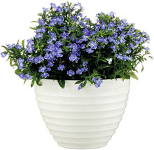 Blauer Blühstrauch in weißem Topf für den Garten