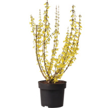 Forsythie im Topf mit gelben Blüten.