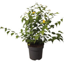 Strauchpappel im Topf