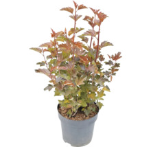 Fasanenspiere in einem Topf.