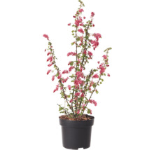 Blutjohannisbeere im Topf mit roten Blüten und grünen Blättern