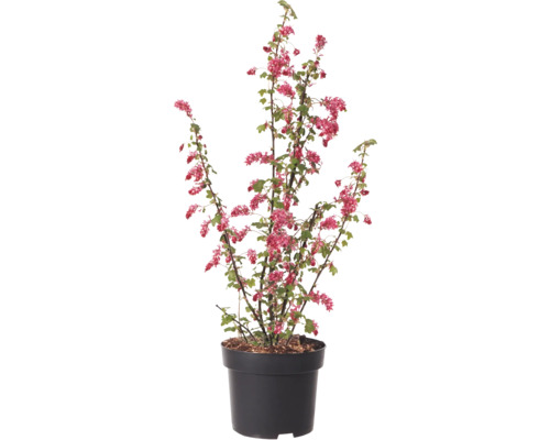 Blutjohannisbeere im Topf mit roten Blüten und grünen Blättern