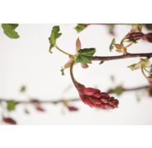 Blühender Zierstrauch mit roten Blüten und grünen Blättern.