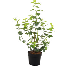 Schwarze Johannisbeere im Topf