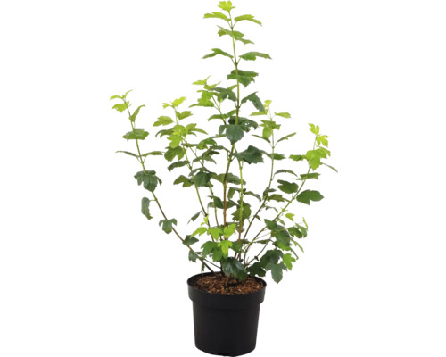 Schwarze Johannisbeere im Topf