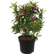 Blühende Weigelie im Topf