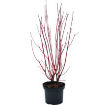 Hartriegel im Topf mit roten Ästen