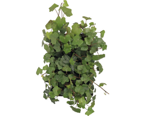 Efeu Zimmerpflanze mit grünen Blättern