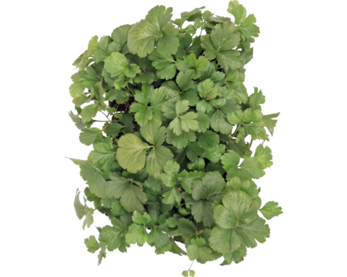 Nahaufnahme einer Japanischen Petersilie Pflanze mit grünen Blättern.