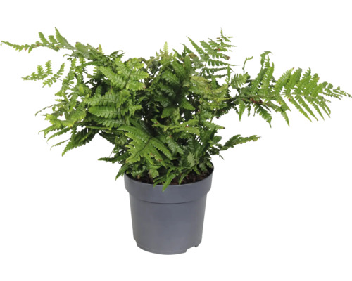 Grüner Eichenfarn im Topf für den Innenbereich