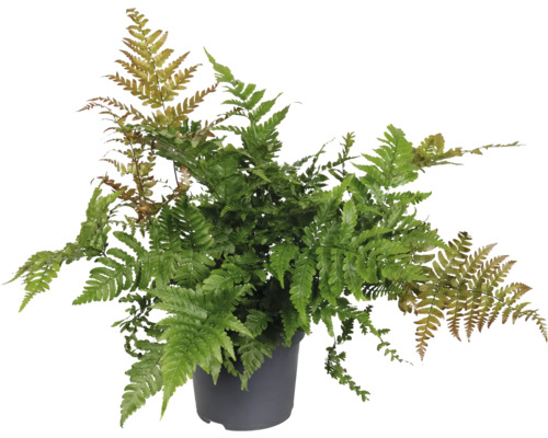 Grüner Farn in einem Topf