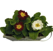 Primel im Topf mit roten und weißen Blüten
