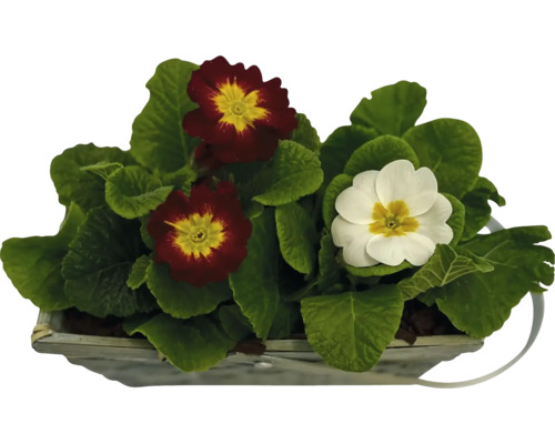 Primeln Primula Vulgaris Ø 19 cm Topf Primel im Topf mit roten und weißen Blüten