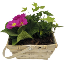 Primel und Efeu in einem Korb