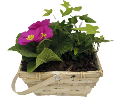 Primel und Efeu in einem Korb