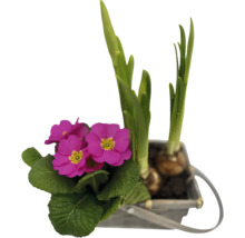 Primel und Blumenzwiebeln in einem Topf