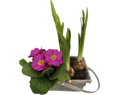 Primel und Blumenzwiebeln in einem Topf