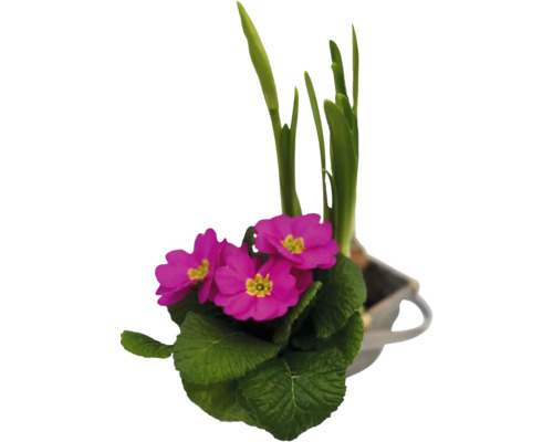 Primel in einem Topf mit grünen Blättern und Blüten