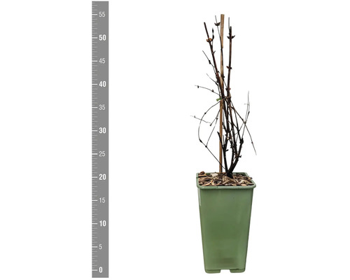 Beerenstrauch im Topf mit Stützstäben