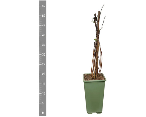 Blauregen im Topf, circa 55 Zentimeter hoch