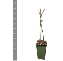 Junge Pflanze im Topf, Höhe circa 55 cm