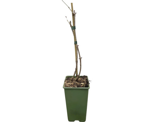 Junger Baum in Topf