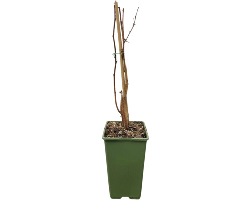 Junger Baum im Topf