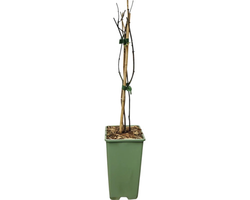 Blumenerde mit kleinem Baum im Topf