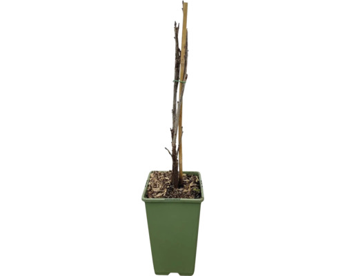 Junger Baum mit Stützpfahl im Topf