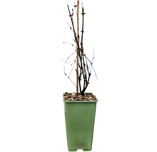 Pflanze mit Stützpfahl in Topf