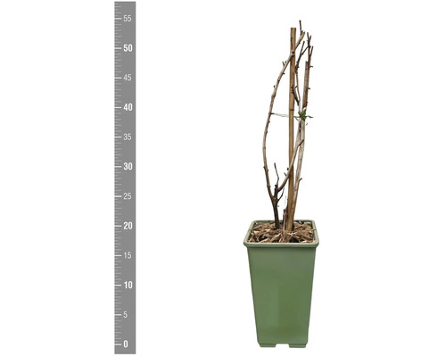 Pflanze im Topf mit Holzstütze und Messskala