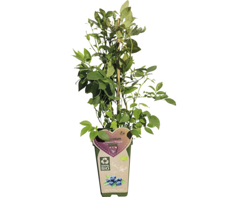 Heidelbeerpflanze im Topf