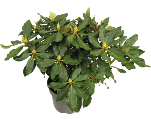 Rhododendron im Topf mit grünen Blättern und Blütenknospen