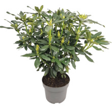 Rhododendron im Topf