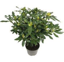 Rhododendron im Topf mit grünen Blättern und Blütenknospen