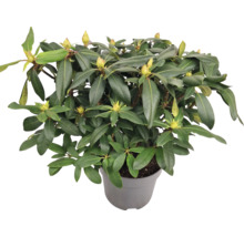 Rhododendron im Topf mit grünen Blättern und Blütenknospen
