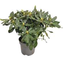 Rhododendron im Topf mit grünen Blättern und Blütenknospen