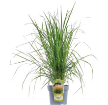 Garten-Reitgras im Topf
