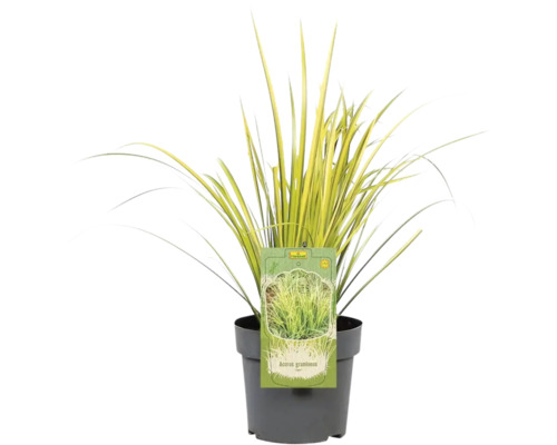 Ziergras Acorus gramineus in einem Topf