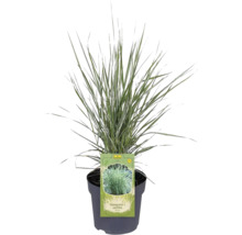 Pfeifengras Calamagrostis x acutiflora im Topf