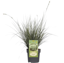 Arundo donax im Topf