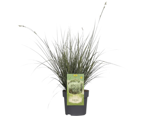 Arundo donax im Topf